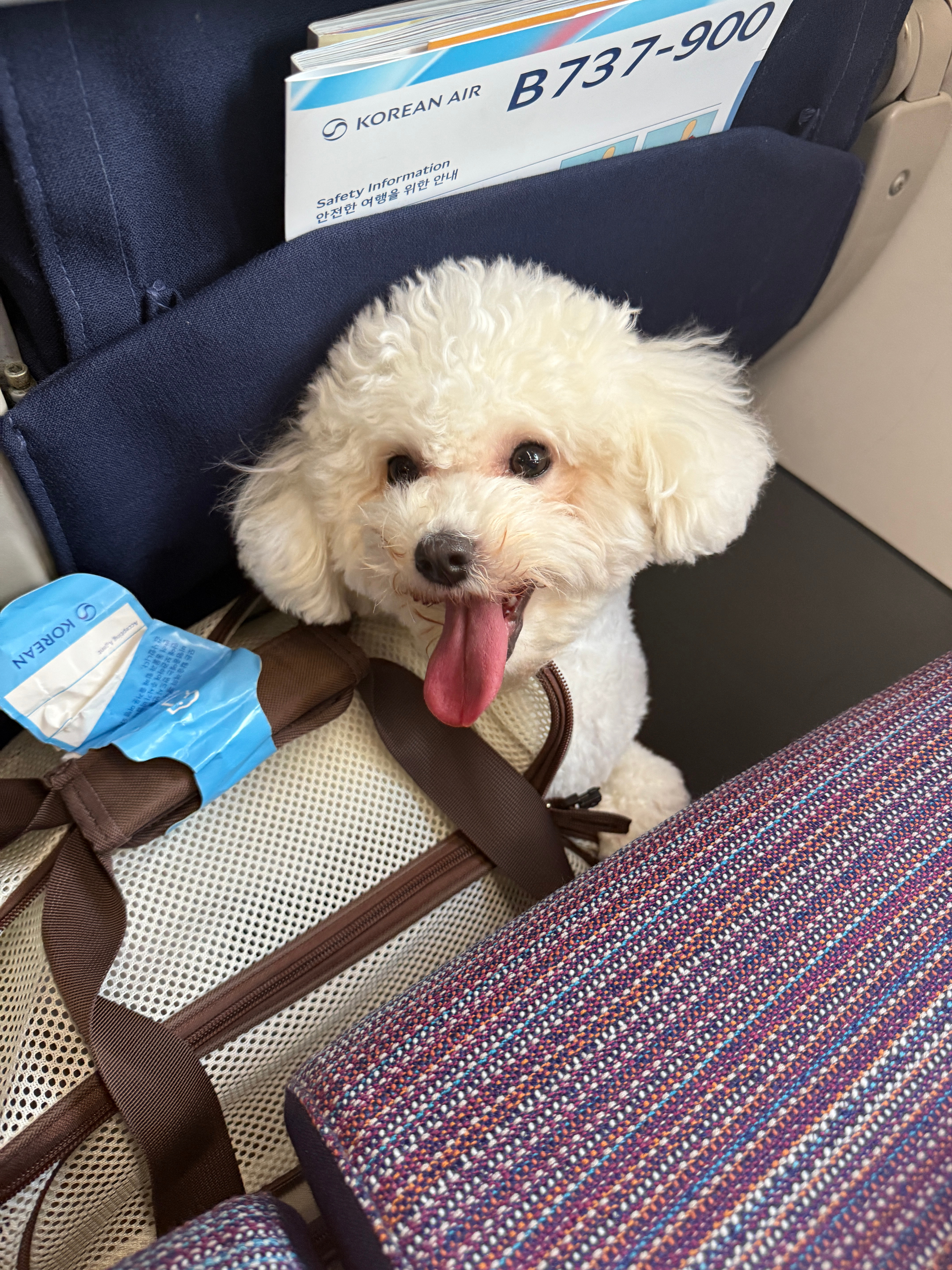 我旁边坐了个可爱乘客！ ✈️ ​​​