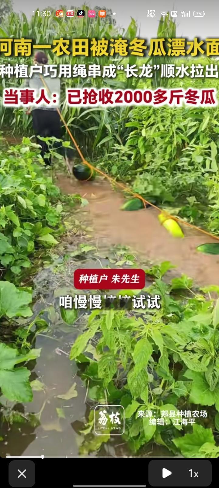 8月14日，平顶山市郏县。网友发视频称，农田被淹，不少冬瓜漂浮在水面，再不收冬瓜