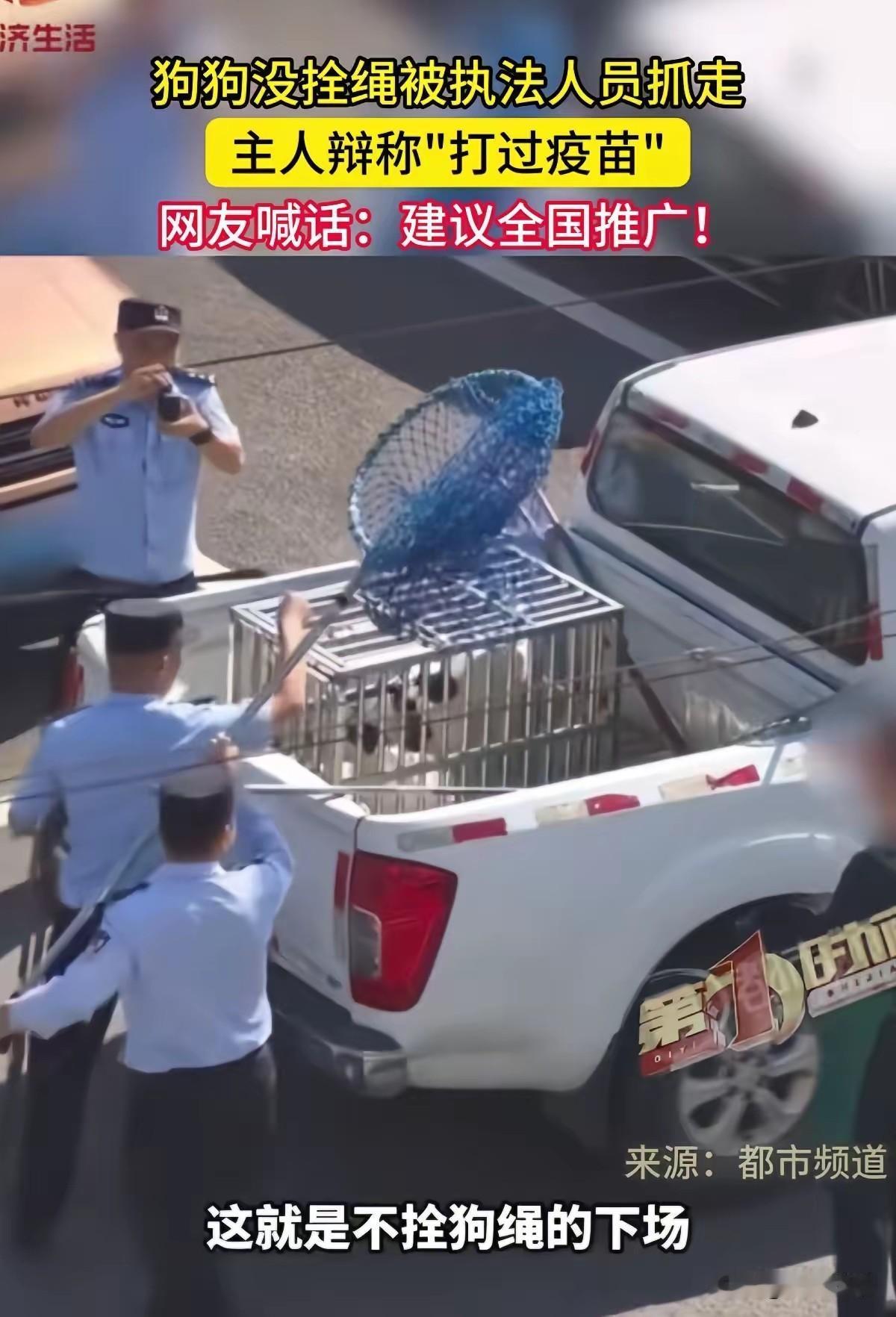苏州这次对街头不牵绳狗的整治，下手是真的狠，直接放出话来：不管啥品种，只要不牵绳