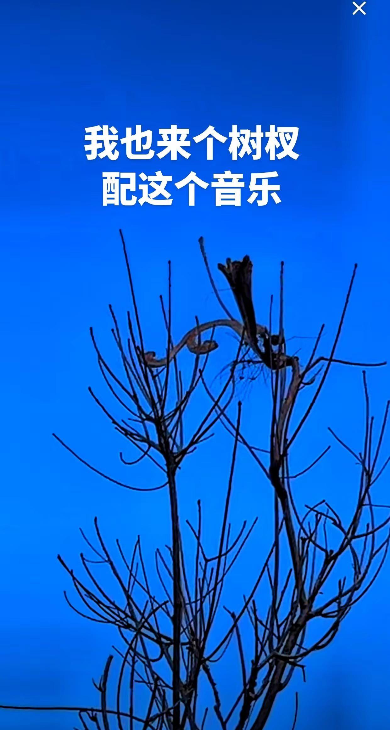 树杈配音乐🎶