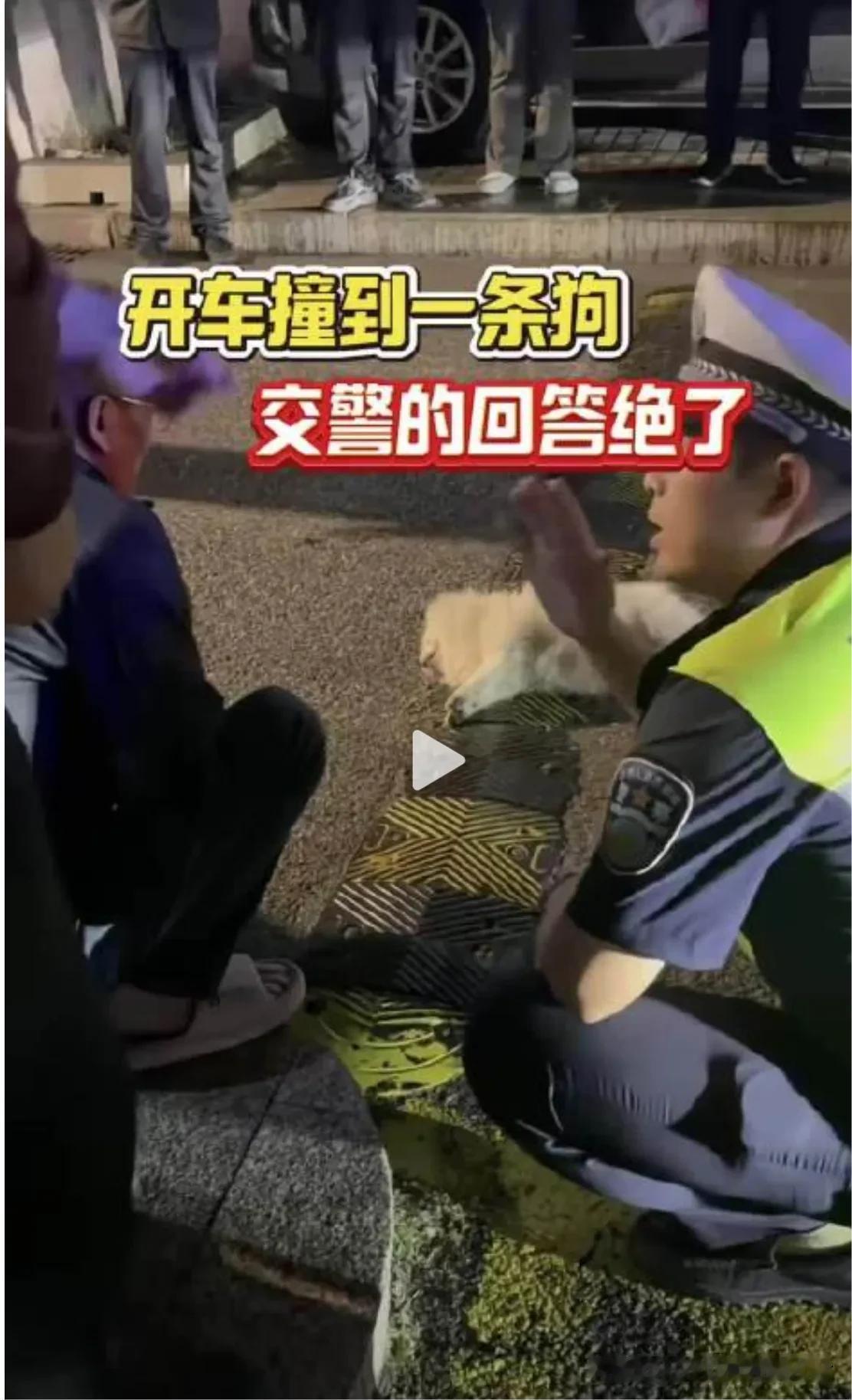 开车撞到一条狗，如何定责，交警竟然如此解释：撞死不拴绳的狗，一律按照野狗处理，如