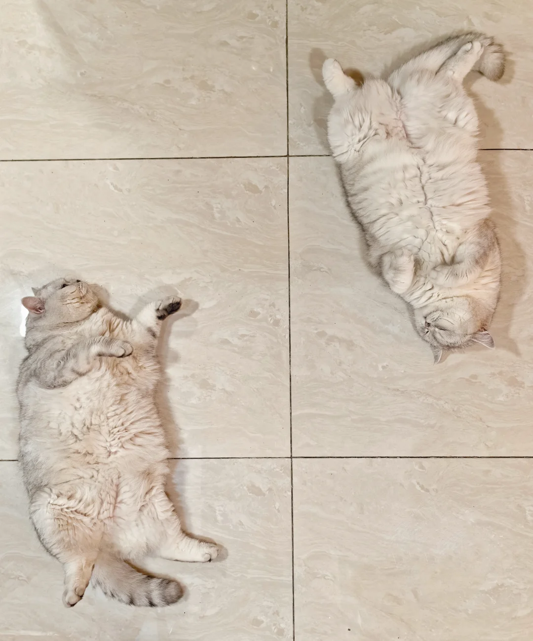 养猫新手攻略！家有4只猫猫的经验之谈！