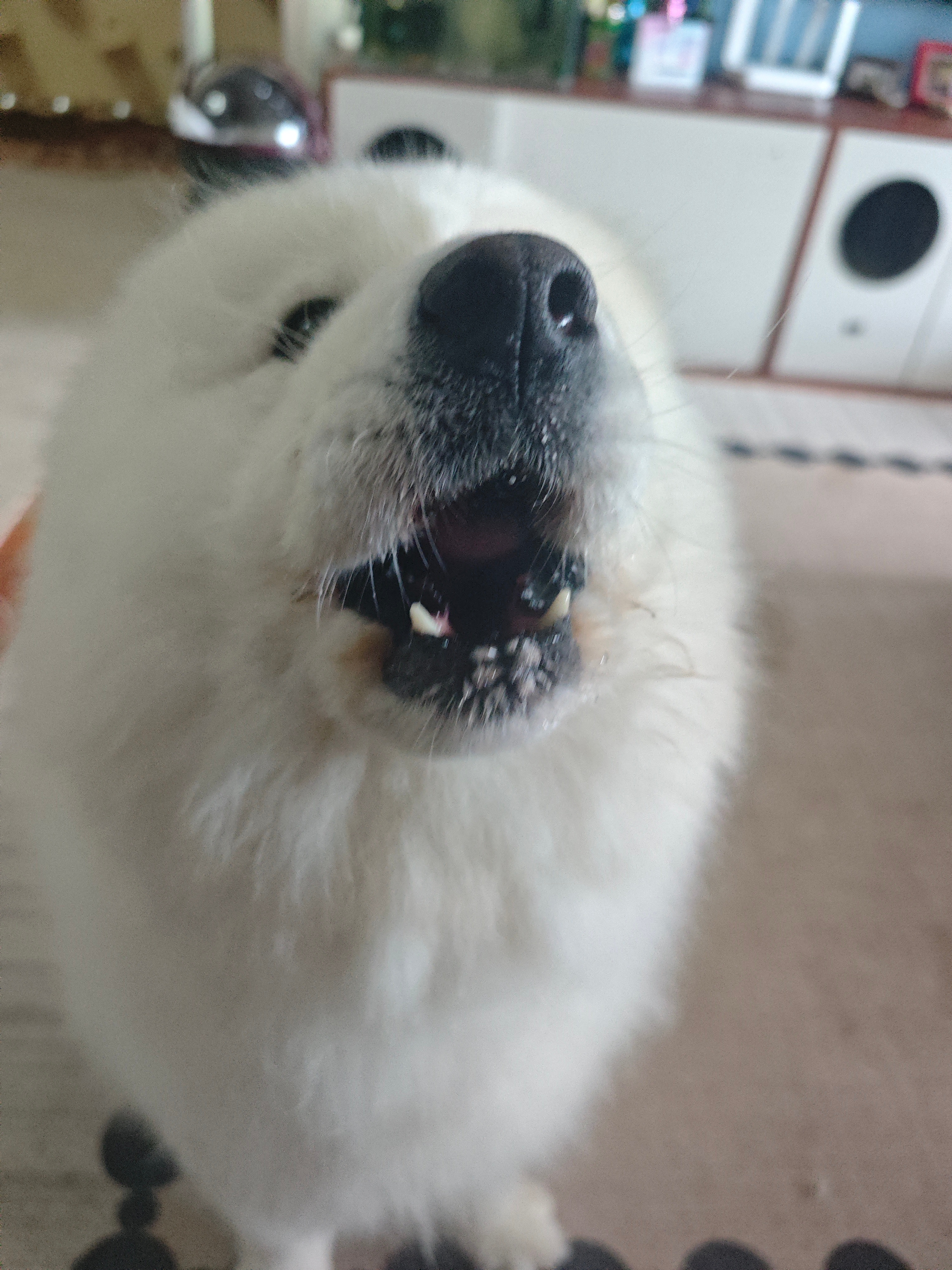 奶奶，你嗑的cp又营业了。 