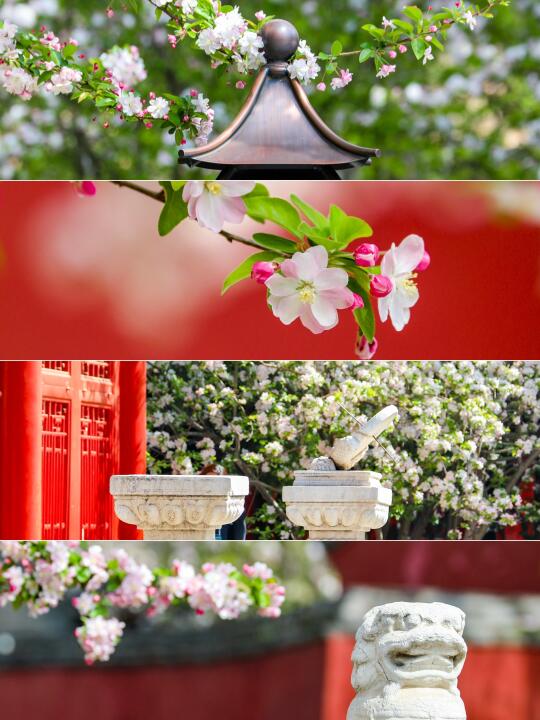 4.3实拍📷故宫海棠花海🌸，7️⃣大机位整理
