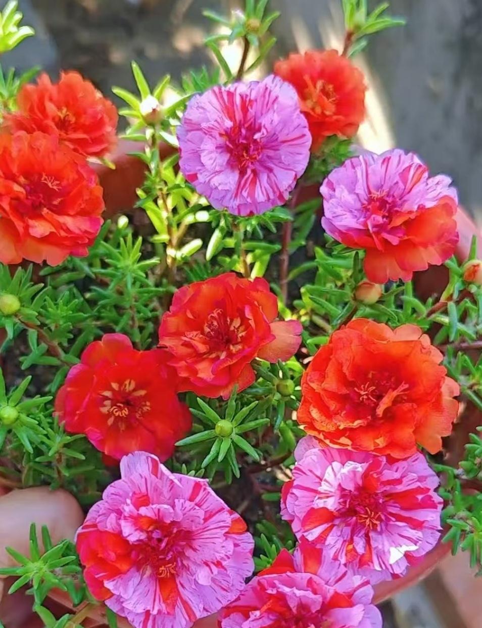 上联：花中朵朵花有花，请对下联上联：花中朵朵花有花，下联：梦里重重梦非梦。（图片