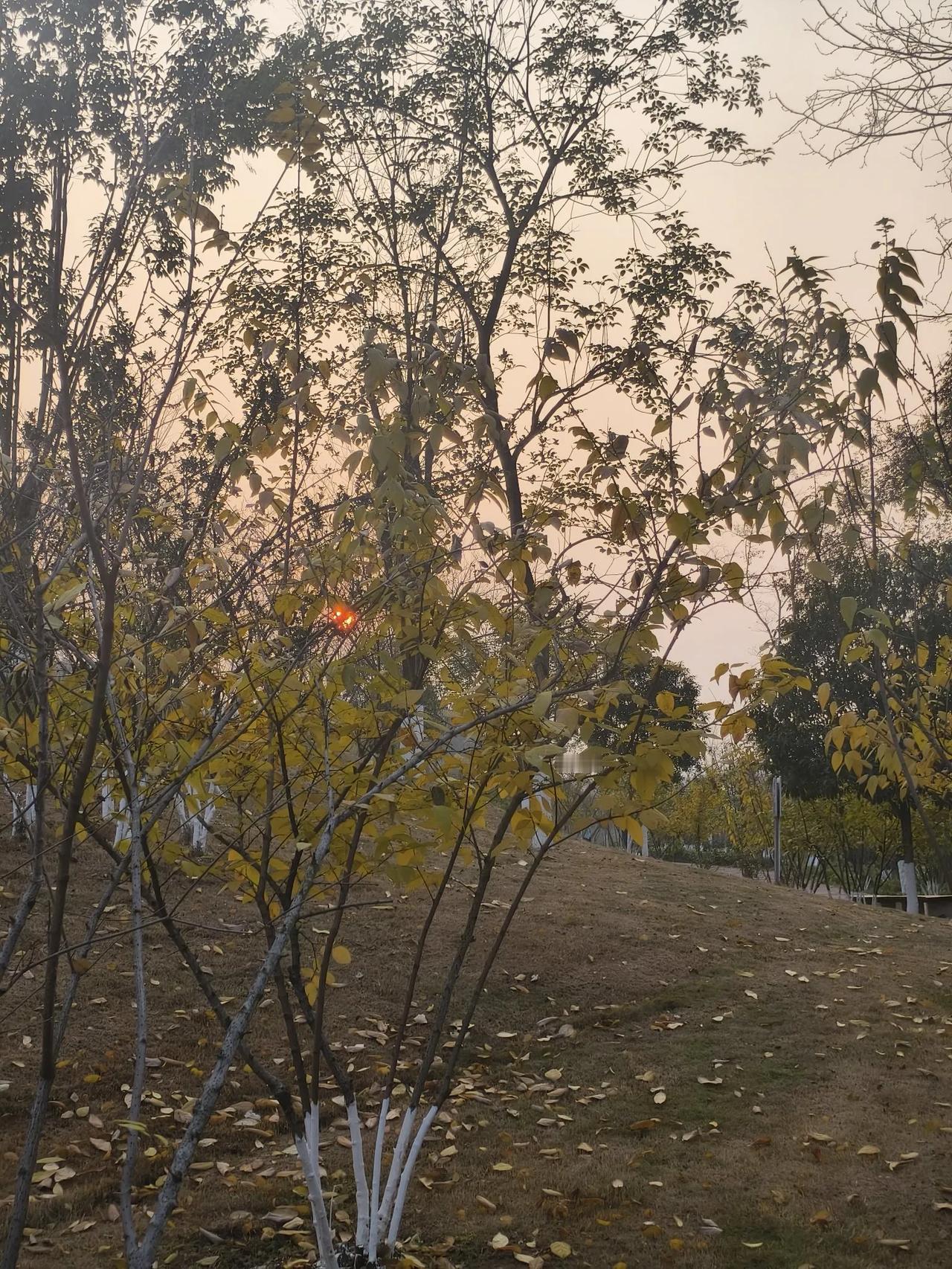 最美夕阳
       ——南木子
遥望夕阳无限好，
漫步玄天真奇妙。
纵使回家