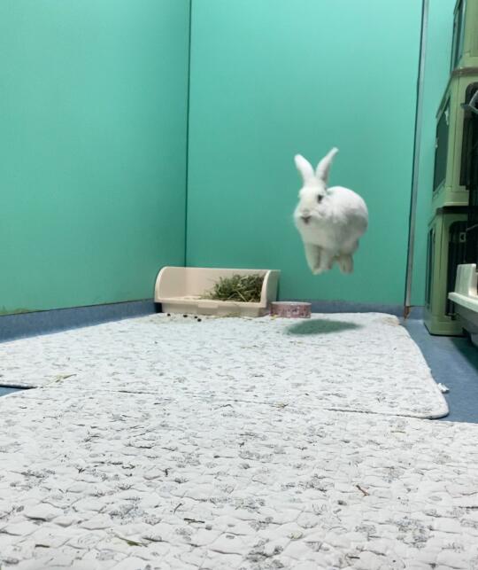 会飞的小兔！