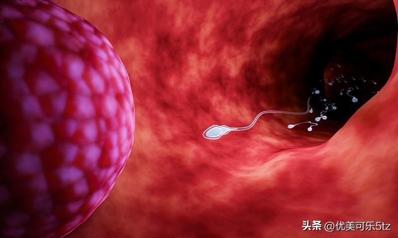 之前特意翻了生殖科的科普资料，排卵期前两天同房的怀孕概率大概在30%左右，比排卵
