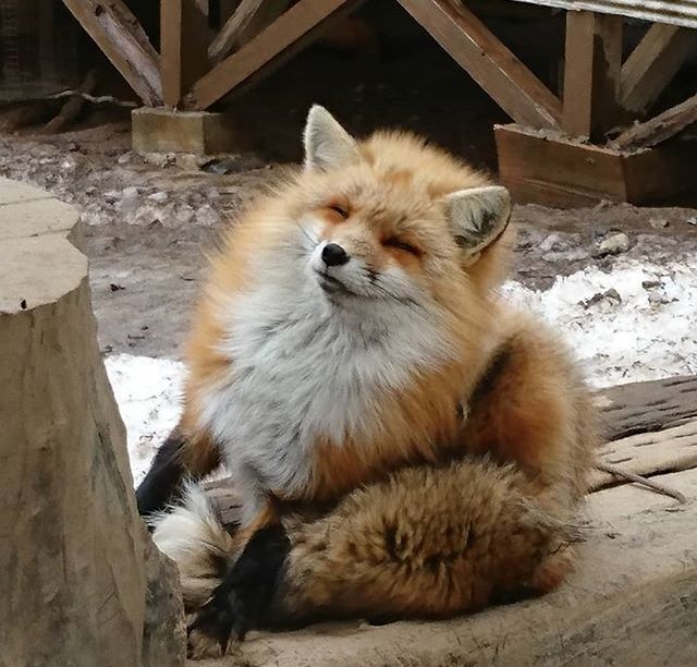 狐狸 一尊大狐 