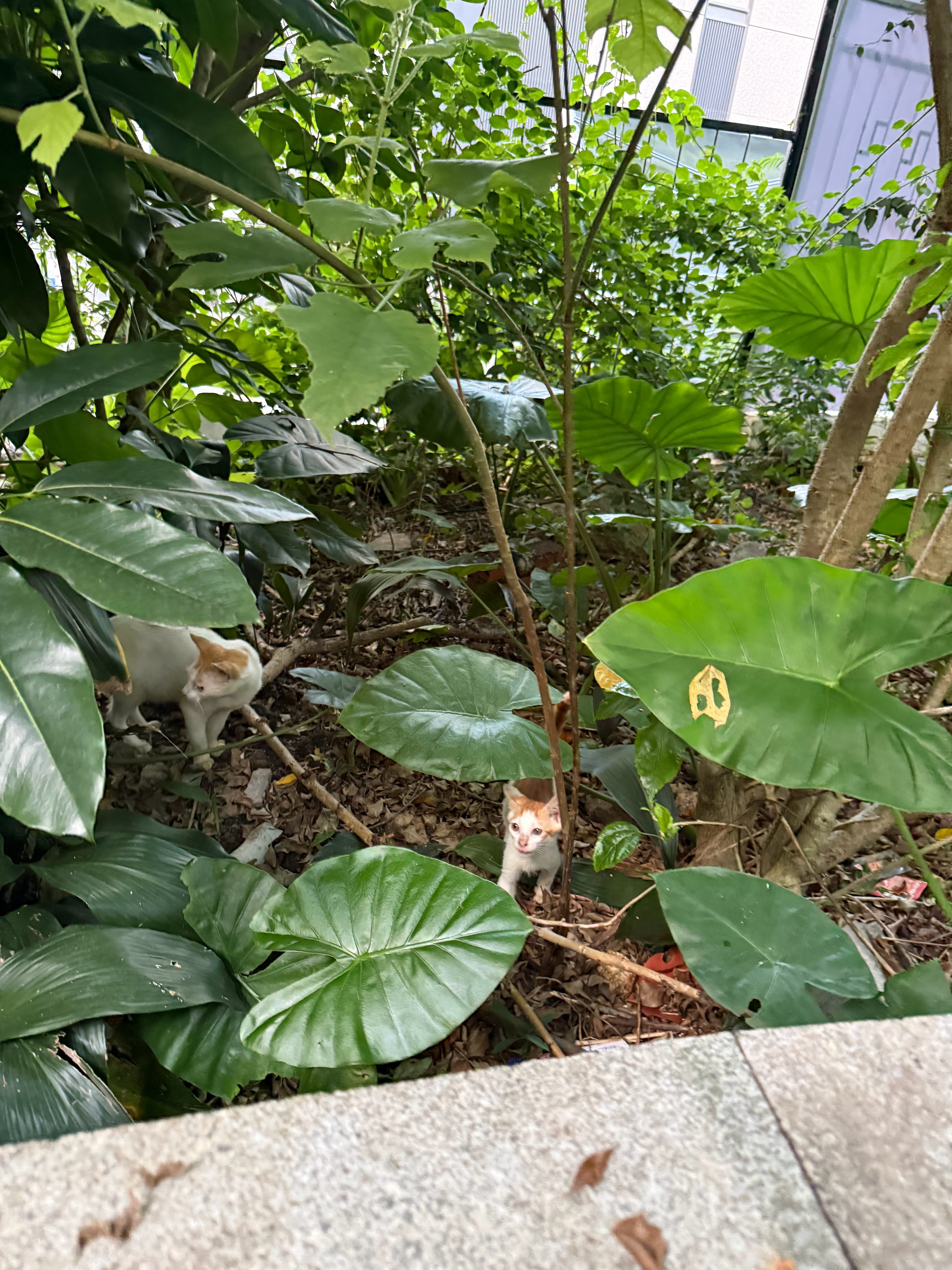 忙完又带着航空箱爬到山上，希望今天好运，能把你们俩救了带到医院做个小手术吧！流浪