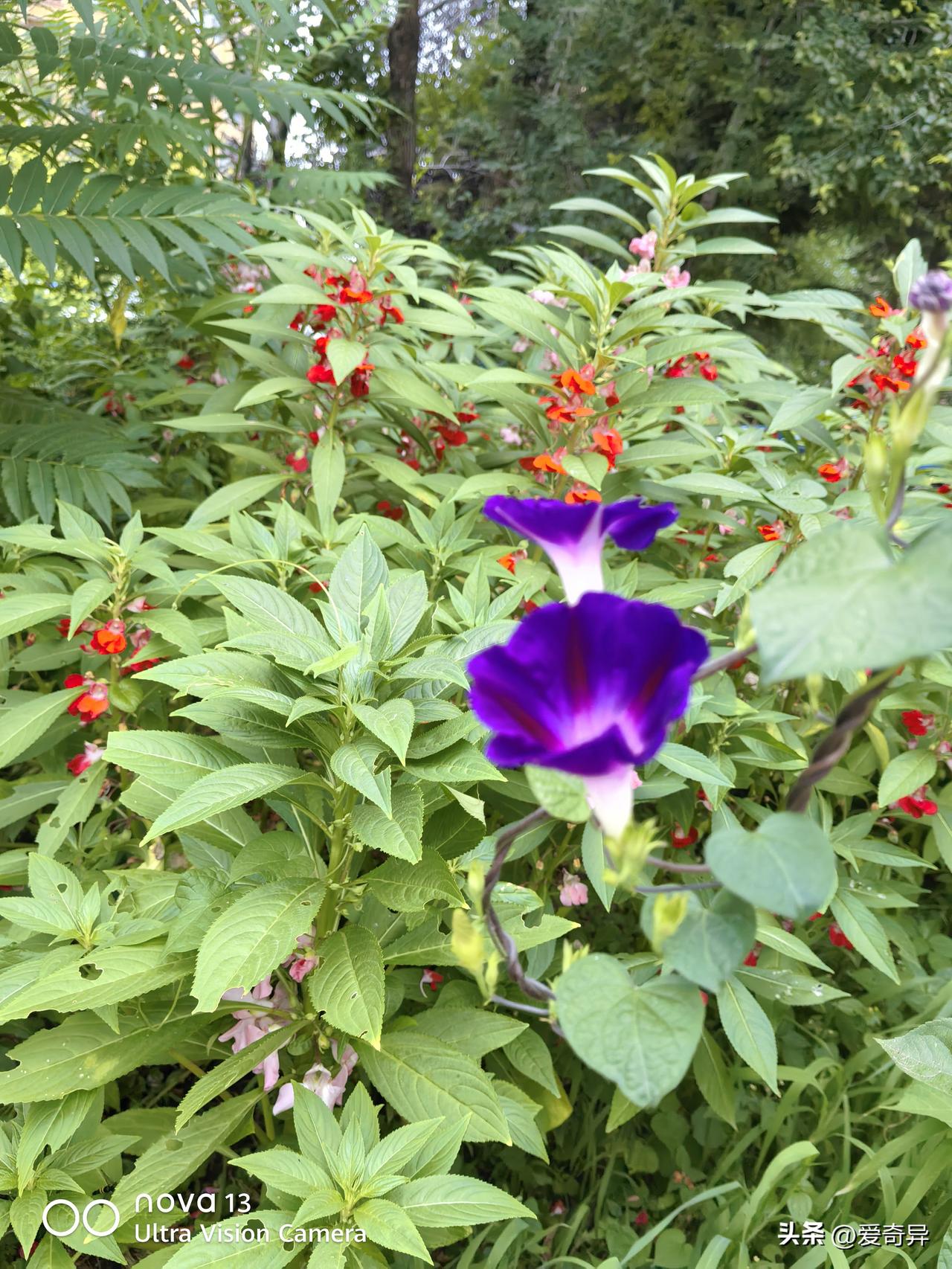 牵牛花芨芨草，都是我们这边农村常见的花。