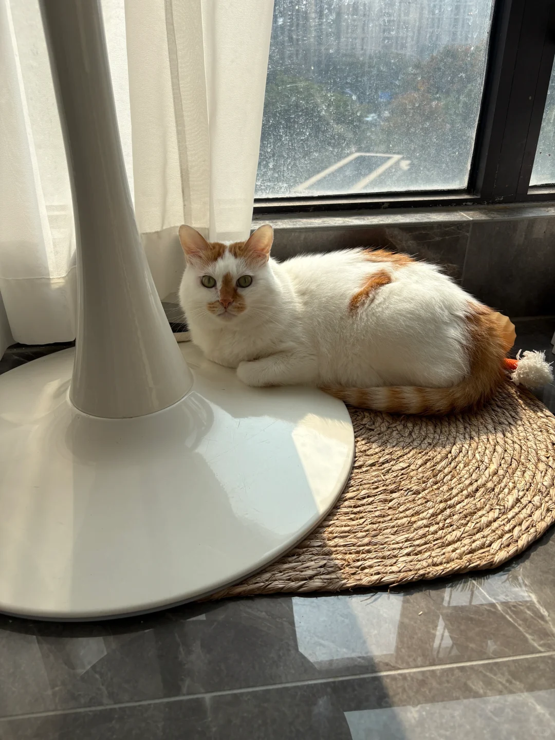猫老了就跟人一样