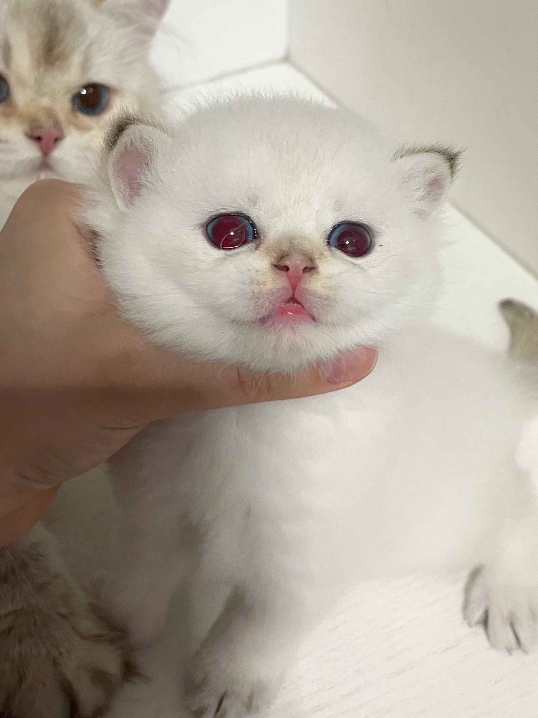 谁啊你怎么这么帅#英短金点色##金点##金点色##英国短毛猫# ​​​