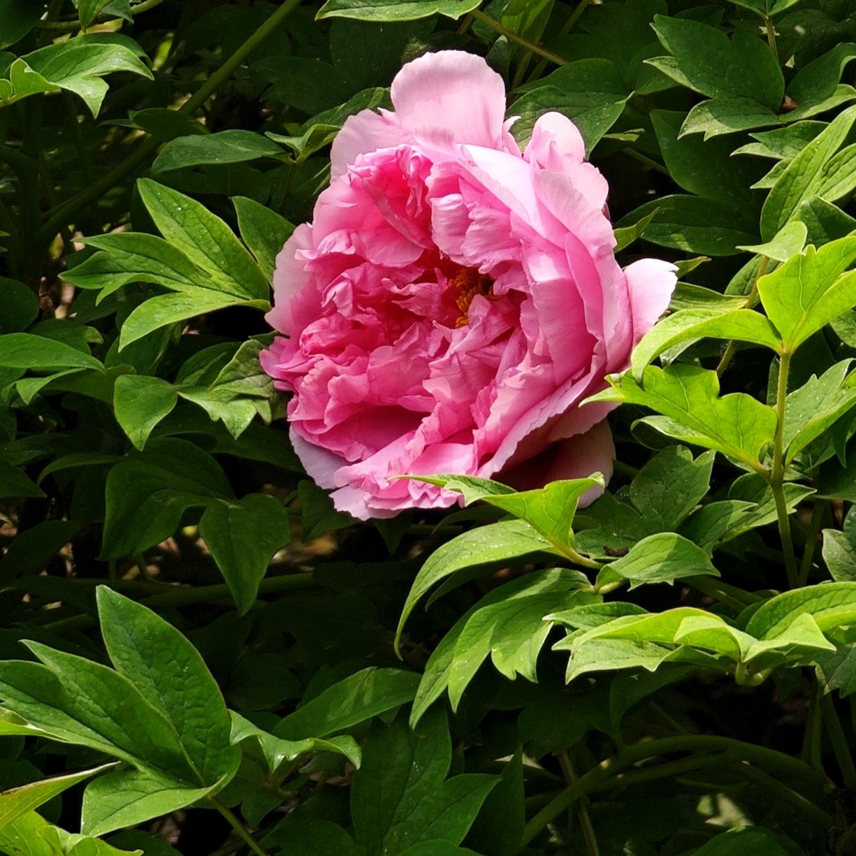 太阳宫公园看牡丹