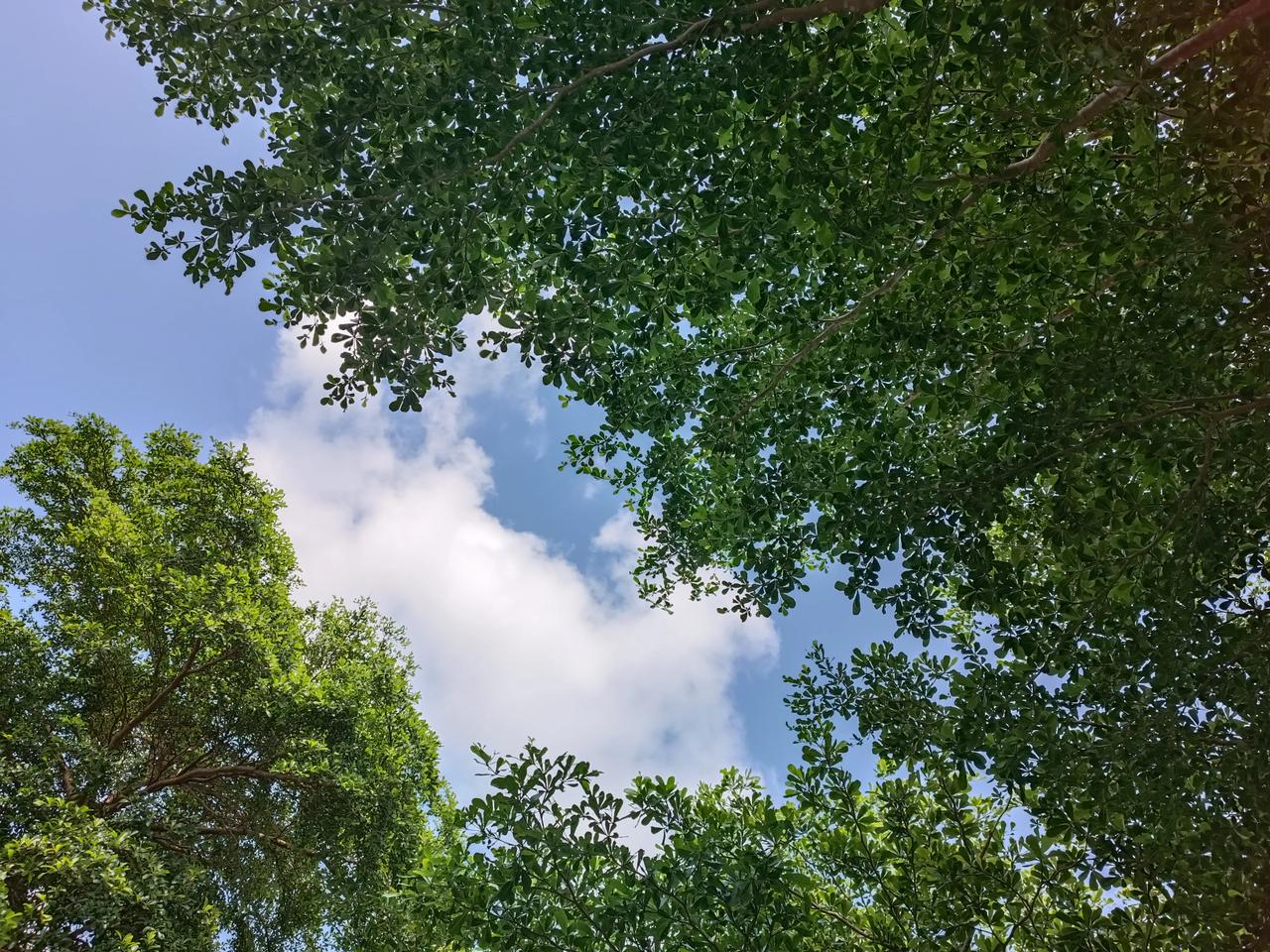 散步随手拍的
散散步
榕树🌲下，乘哈凉
享受大自然的美
哈哈，中午好