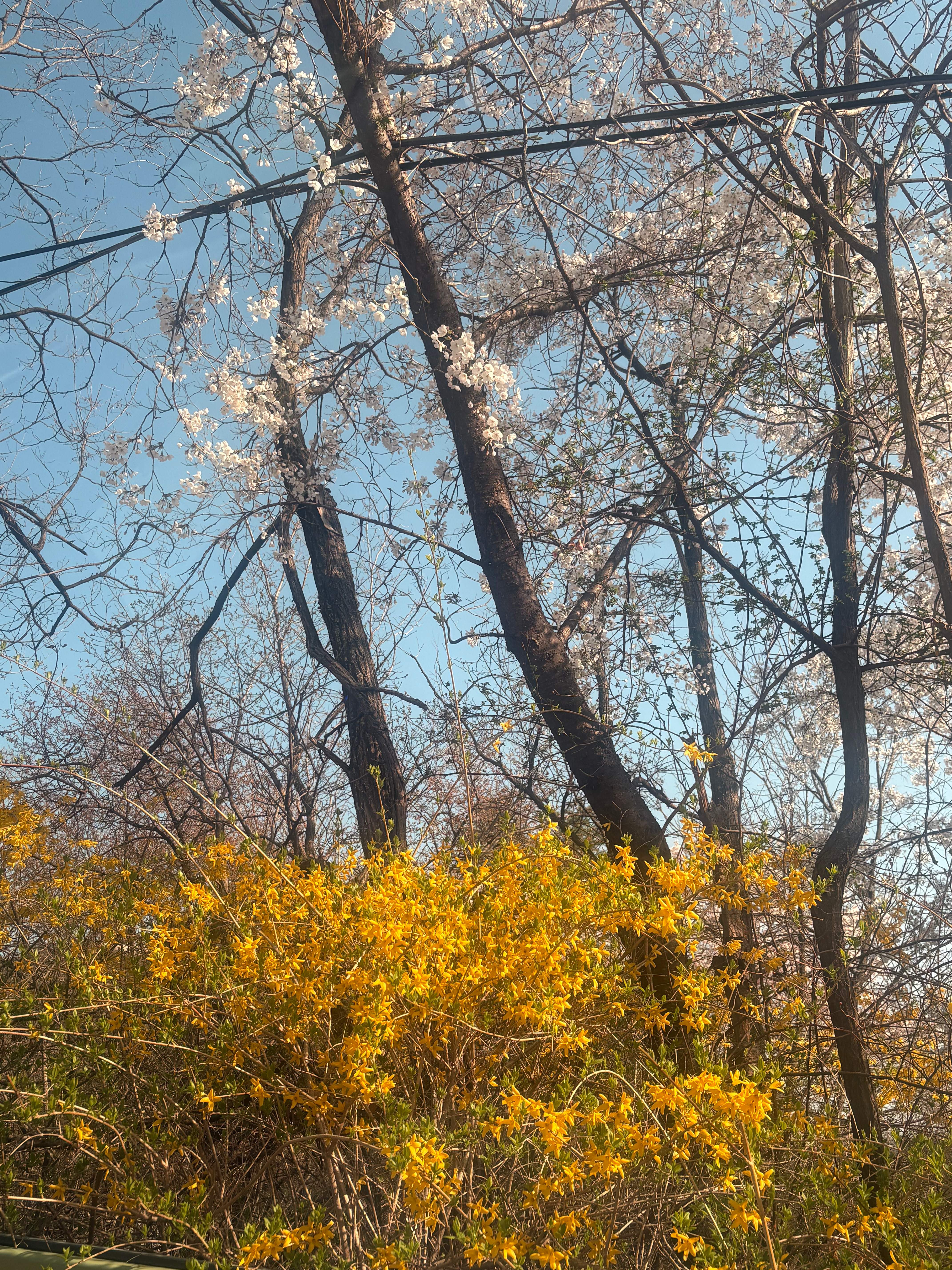 260406 AHYEON更新Wvs그리구 오늘 선예매 화이티잉 기다릴께🤍