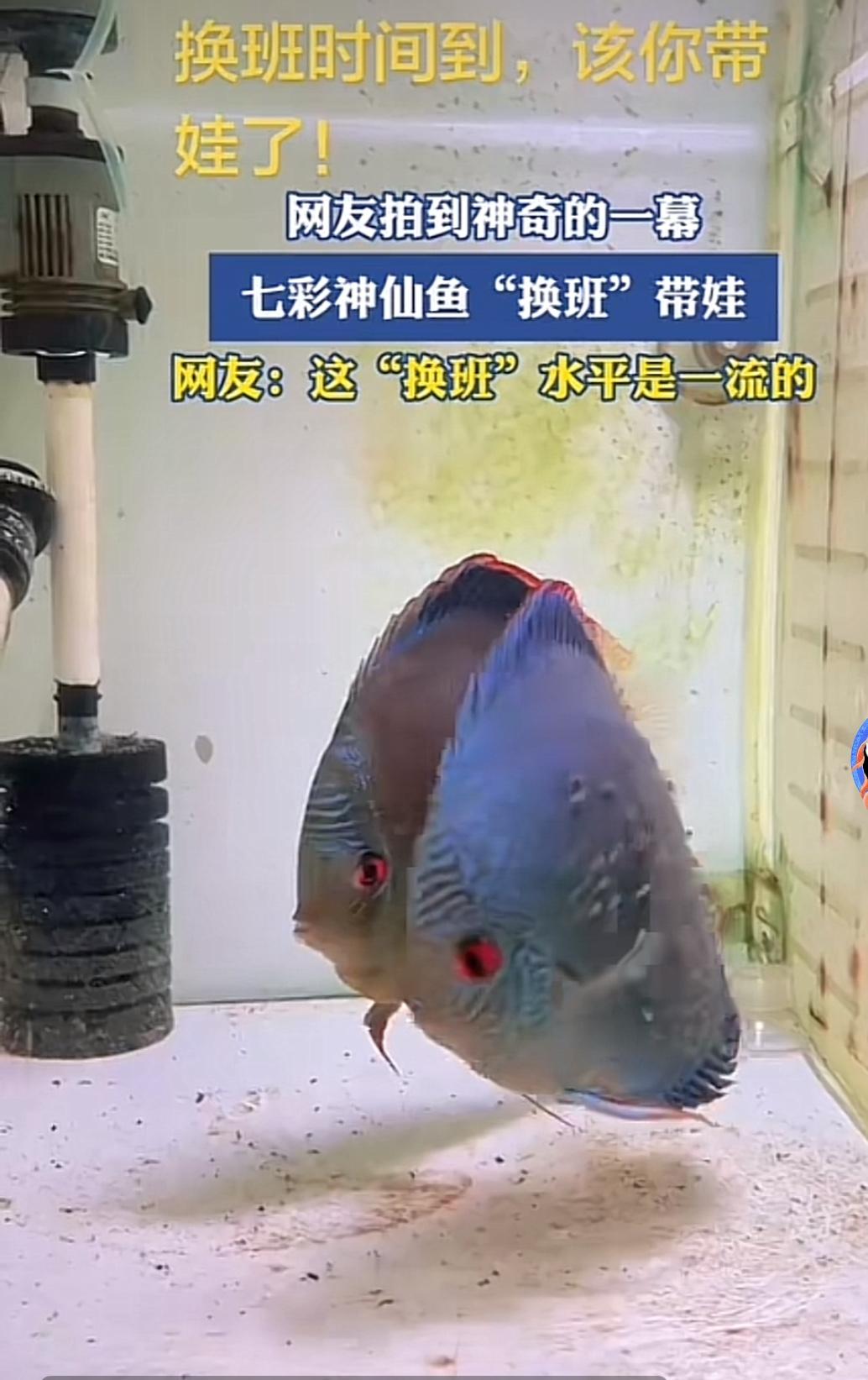 连一条鱼都知道爸爸妈妈轮流带娃，有的人还不知道！
有网友拍到两条鱼轮流换班带娃的