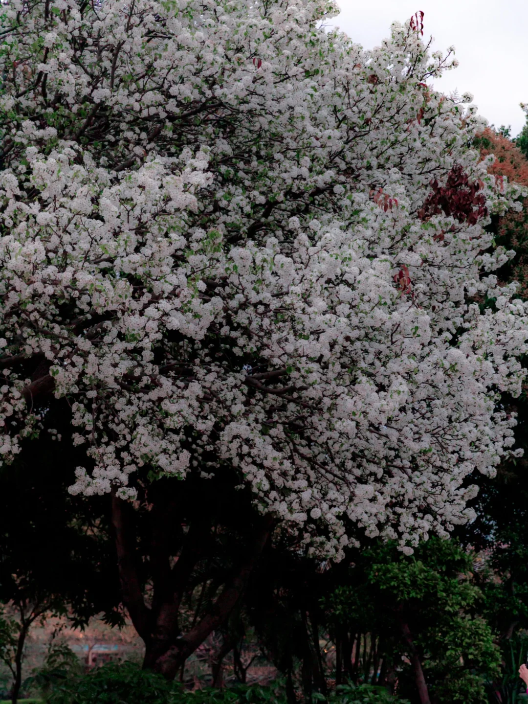 汕头花王｜一年只有一周的花期！