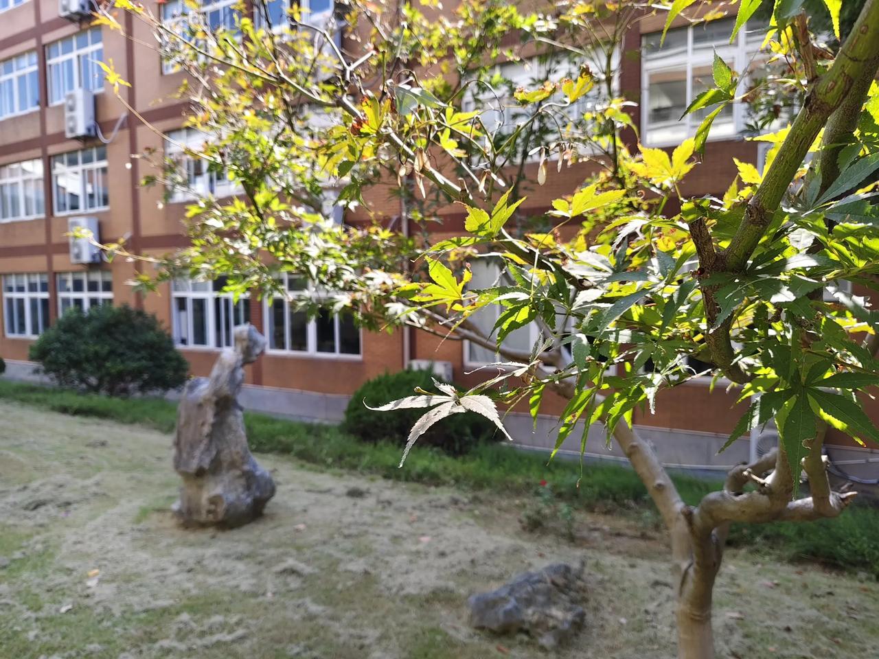 #秋日生活打卡季#
用这句话正合适“没有金刚钻不揽瓷器活”，股市疯狂，但普通人必