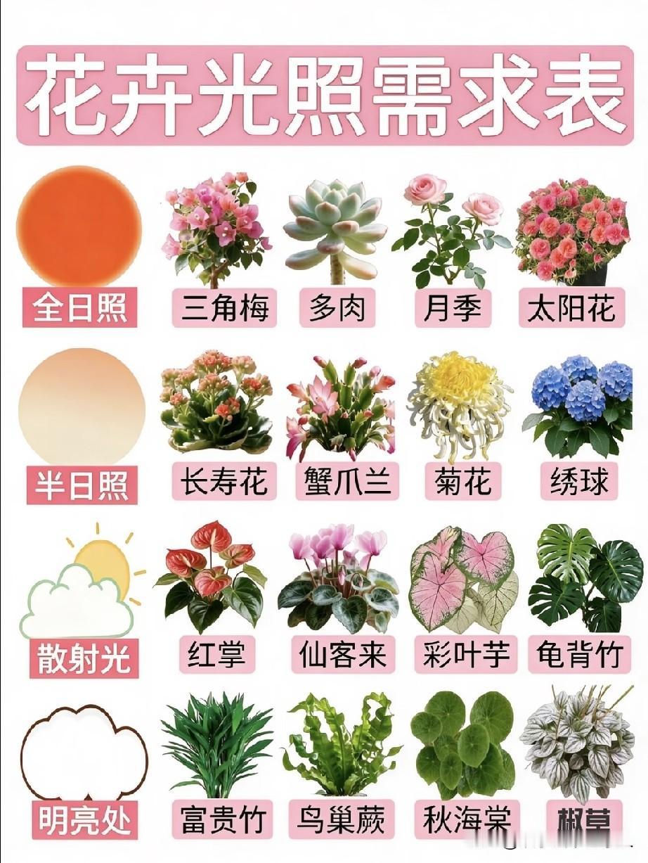 盆栽植物需要的照度表