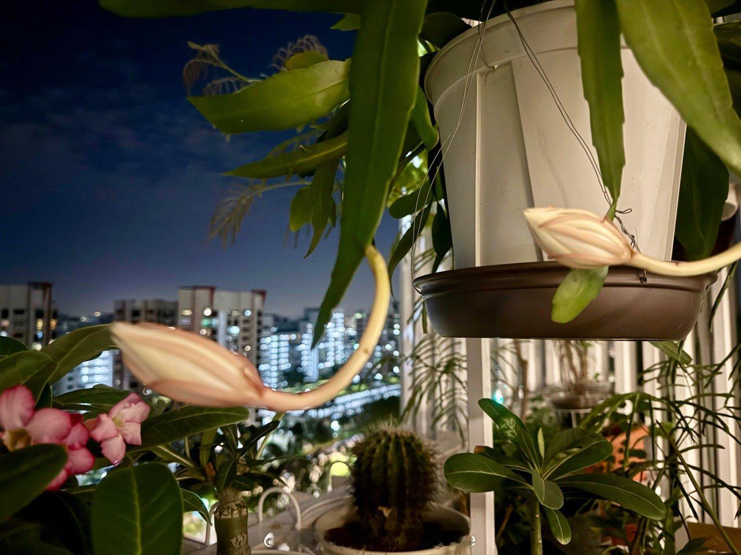 两朵昙花果然开了