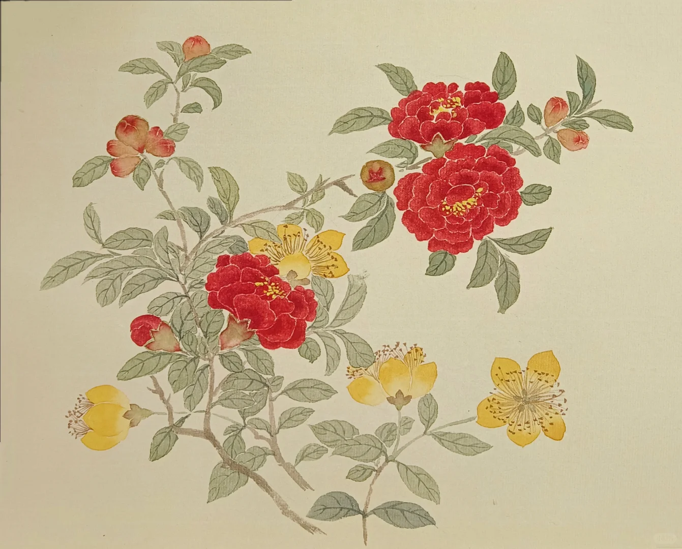 没骨石榴，金丝桃