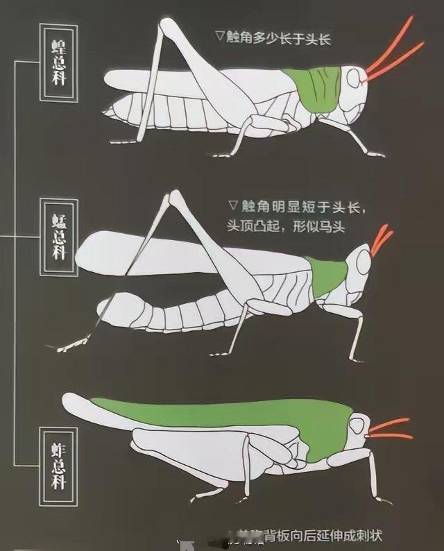 一图看懂蝗、蜢和蚱的区别 