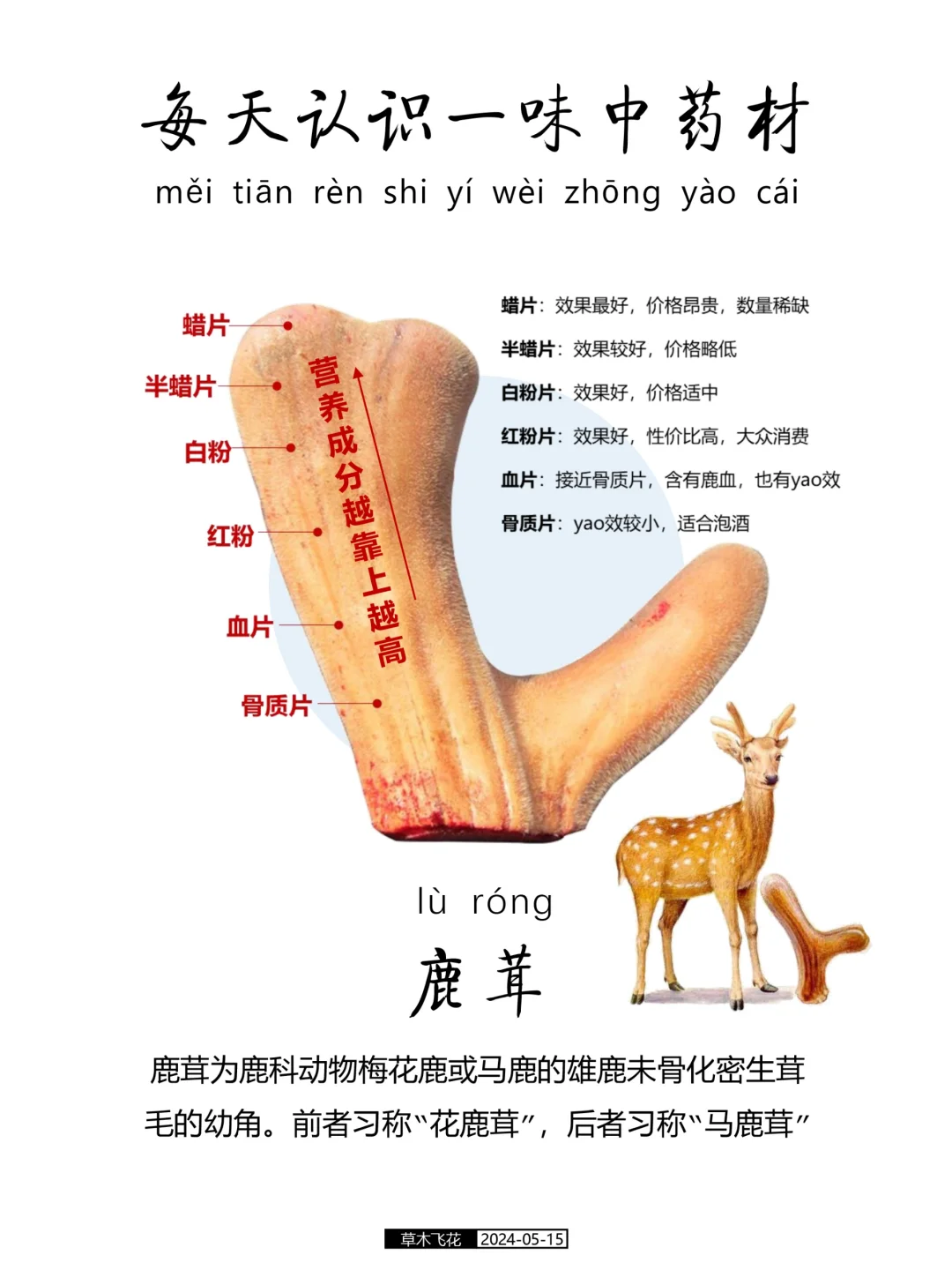每天认识一味中草药-鹿茸🍀