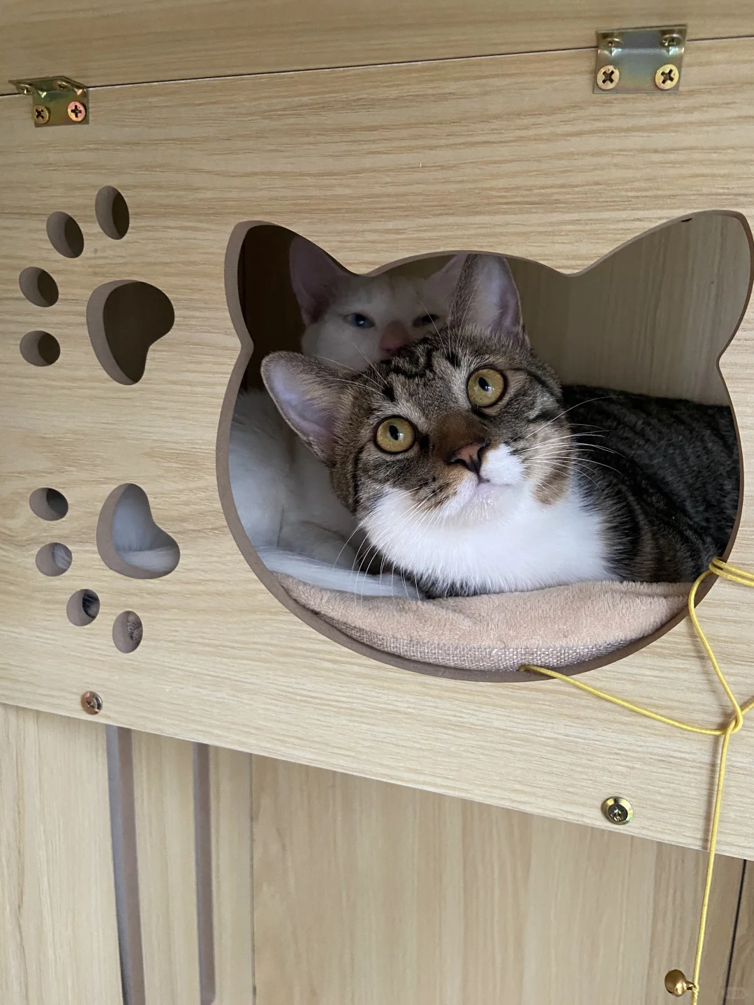 猫猫乐园正式投入使用