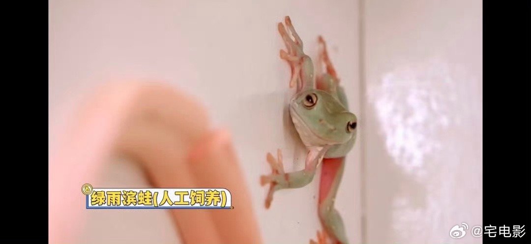 翟潇闻不语只是一味地捡球翟潇闻后槽牙都要咬碎了你好星期六翟潇闻全程不语，只是一味