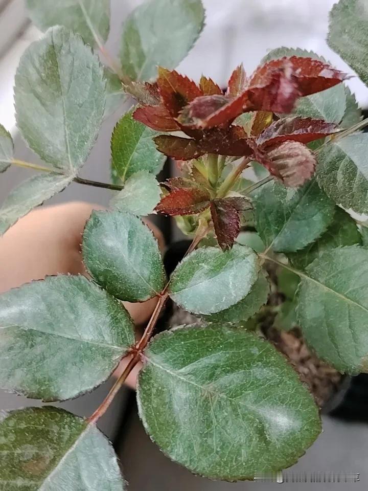 3块钱一盆买的月季小苗。养了一个月终于缓苗成功。花友们都说这种网上买的小苗不好养