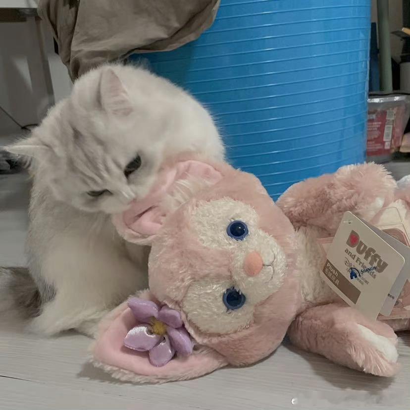 不丢我们小丢也要小玩偶😺 
