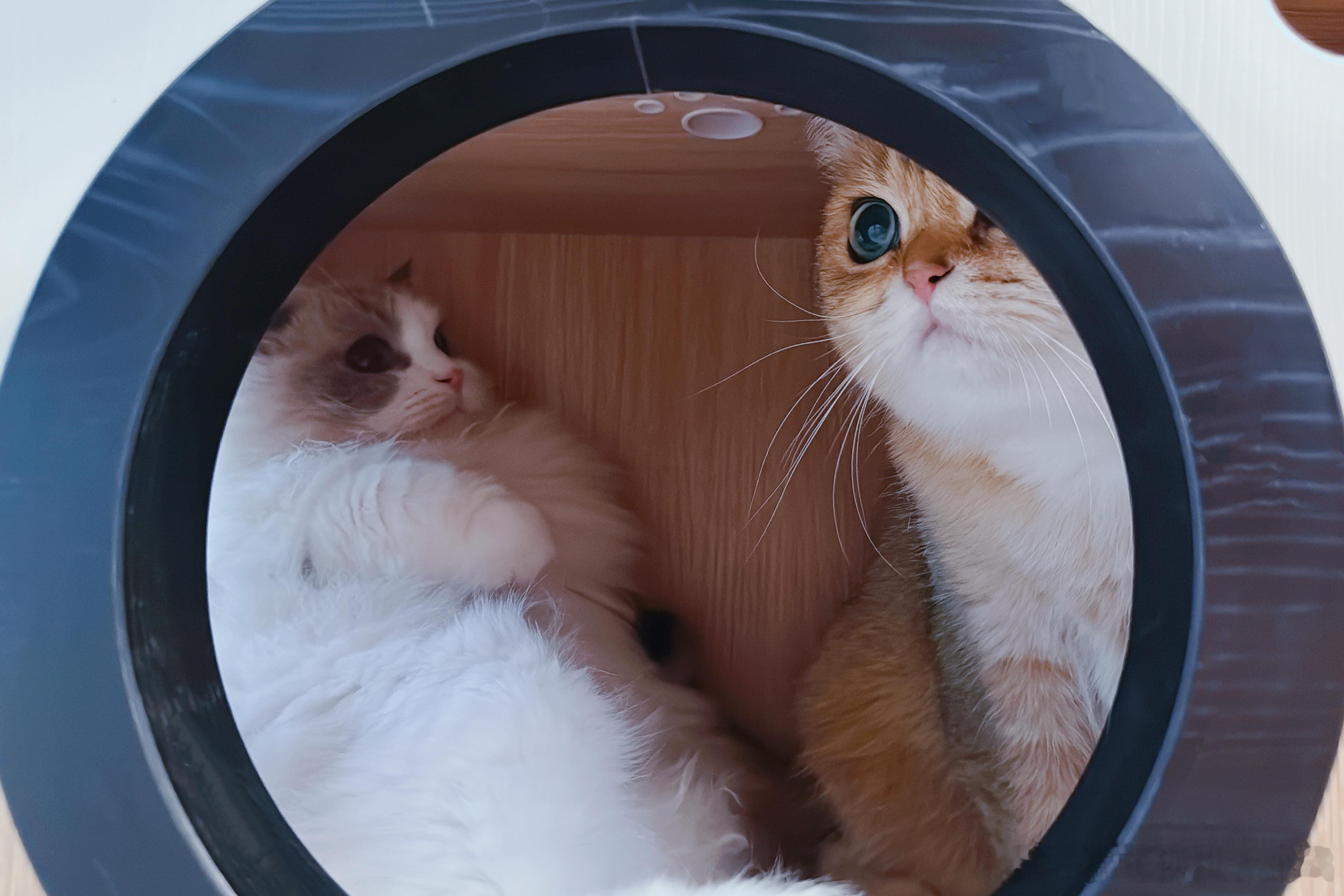 老舟来一次我隐藏两只猫… 