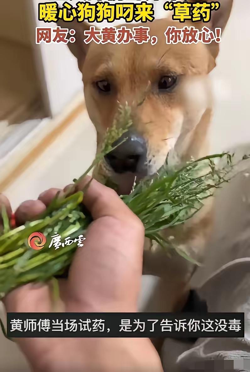 “不愧是老祖宗严选！”浙江，一男子摔伤在家养伤，家里的大黄见主人卧床不起，竟然从