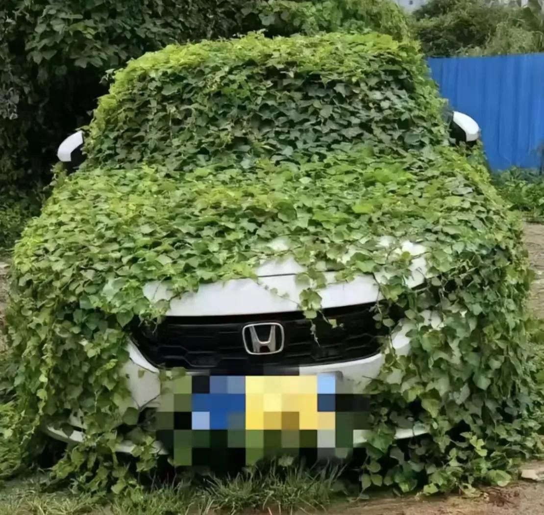 一年两箱油大军，重新开始集结，第一天除草，第二天解车包，第三天洗车，第四天加满油