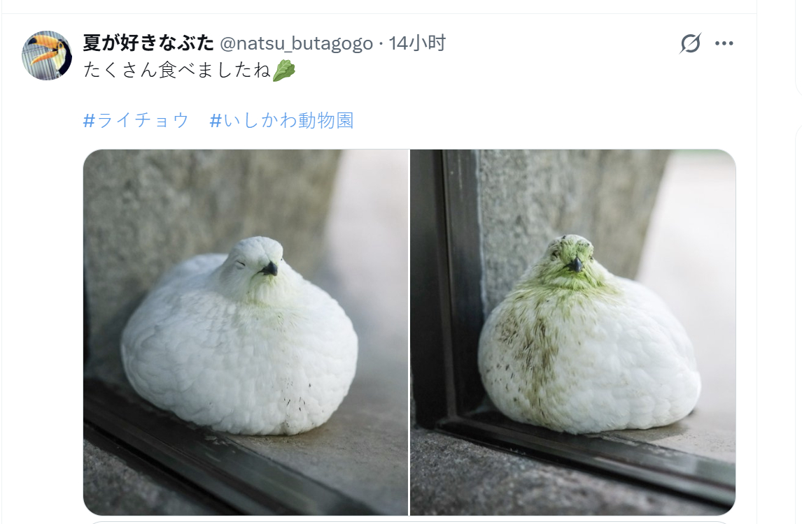 ⬅️开饭前的雷鸟    吃了好多好多菜菜后的雷鸟➡️