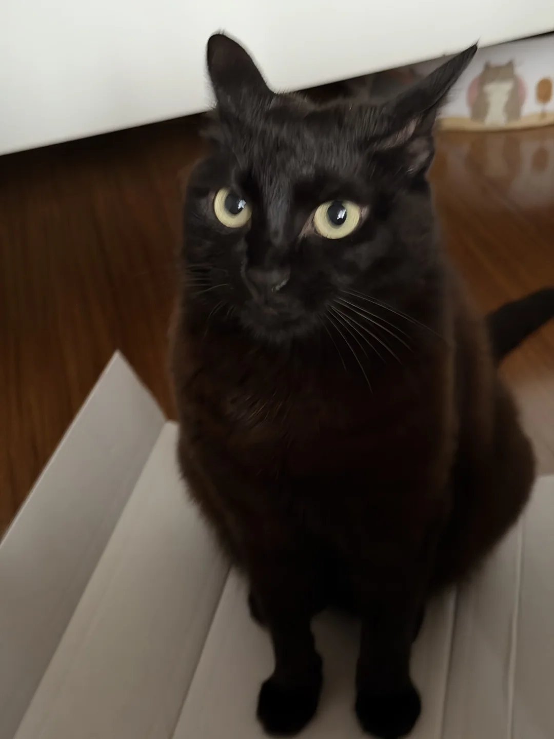 放下一张纸皮，收获一只小猫