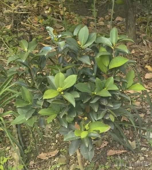 真心话茶局浓绿裹着嫩苞，叶尖沾着土间的润意。风掠过丛梢时，连碎叶的凉都浸了柔，这