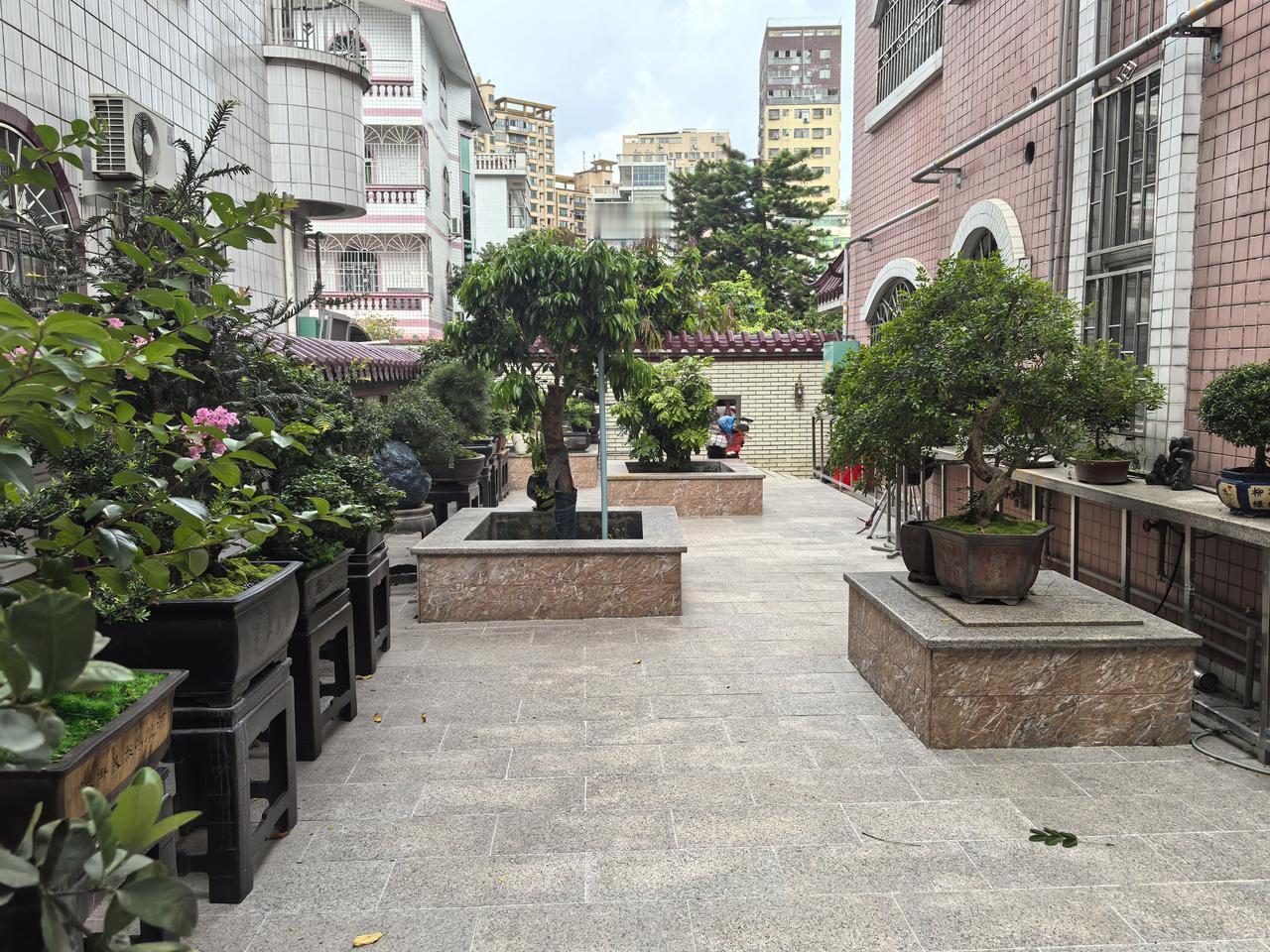 今年春天，我把家中小花园里种植多年、高达几米的甜洋桃和黄皮果树挖掉，分别种上了一