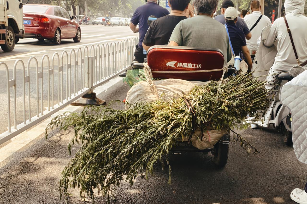 老话“清明插柳，端午插艾”，农历五月湿热多蚊虫疫病，艾草气味能驱虫抑菌，古人把它