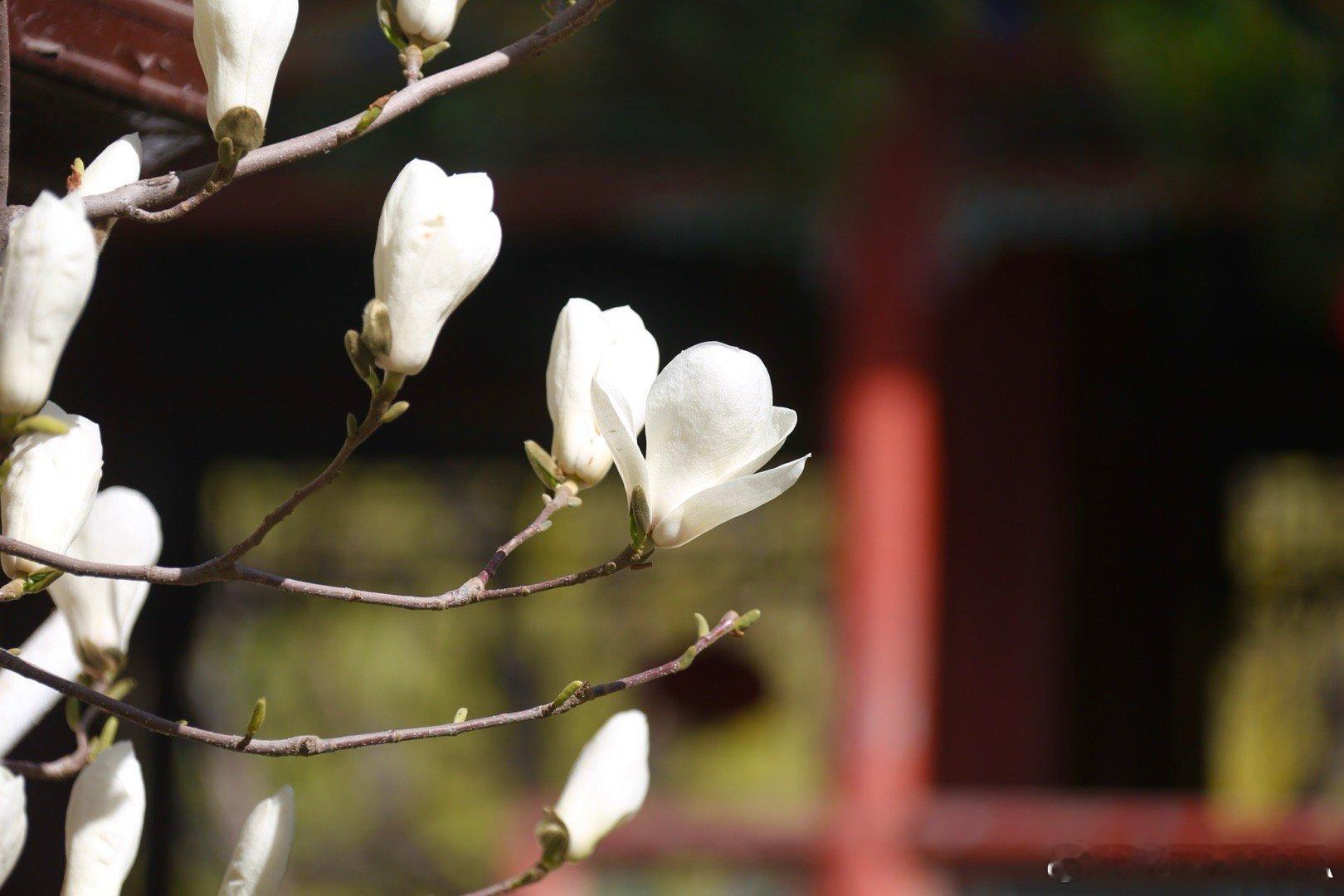 北京大观园赏花 摄影​​​