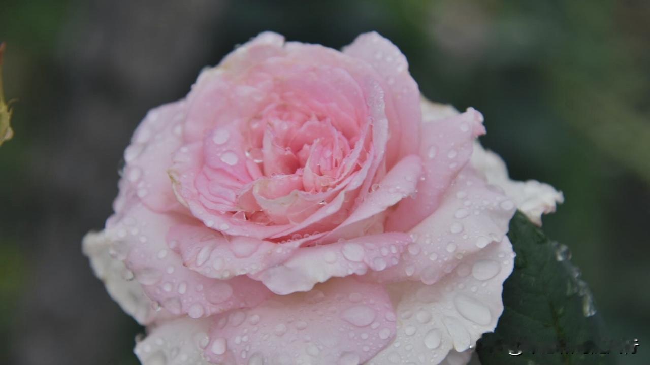 春雨洗礼后的洛神月季，将春色揉进了花瓣，外层奶白、内芯深粉的渐变花色，被雨水浸润