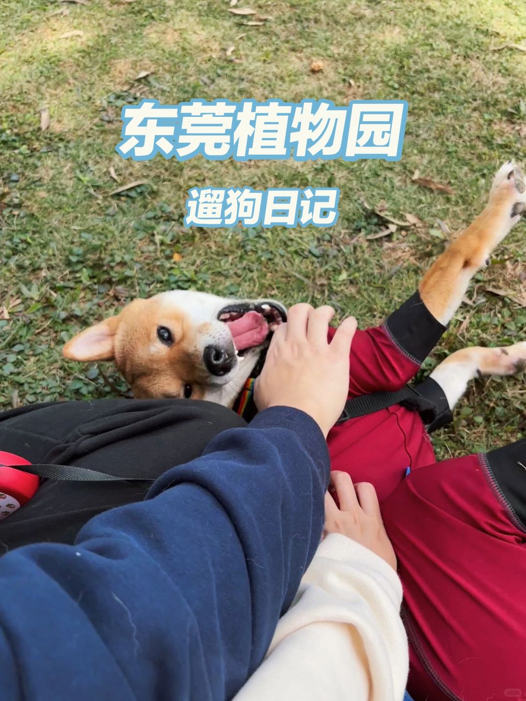 遛狗日记｜好爱live图里的小狗