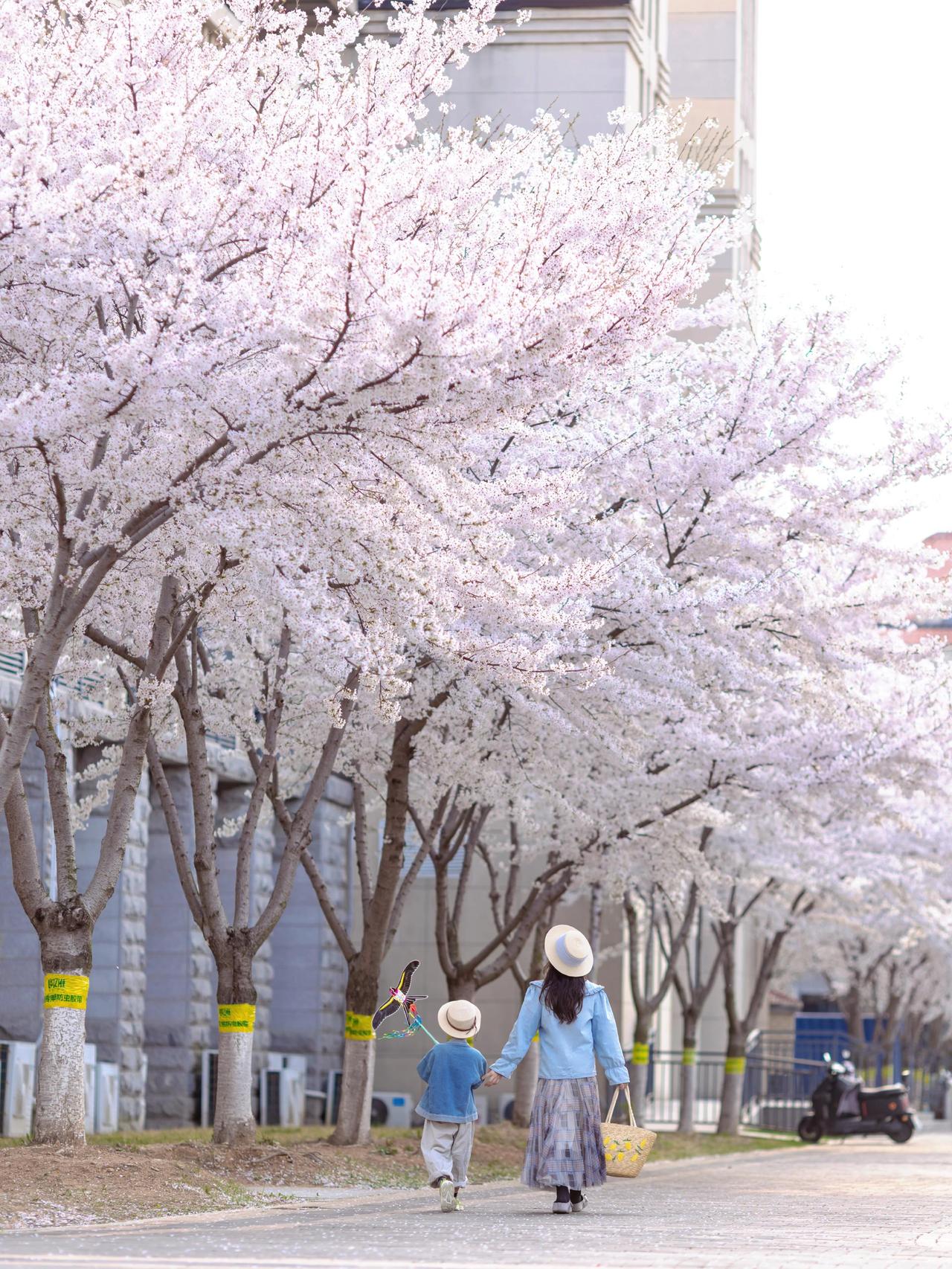 4.5实况🌸山青校园正迎来繁花怒放！可能是山东大学即墨校区冷一点
这里的樱花刚