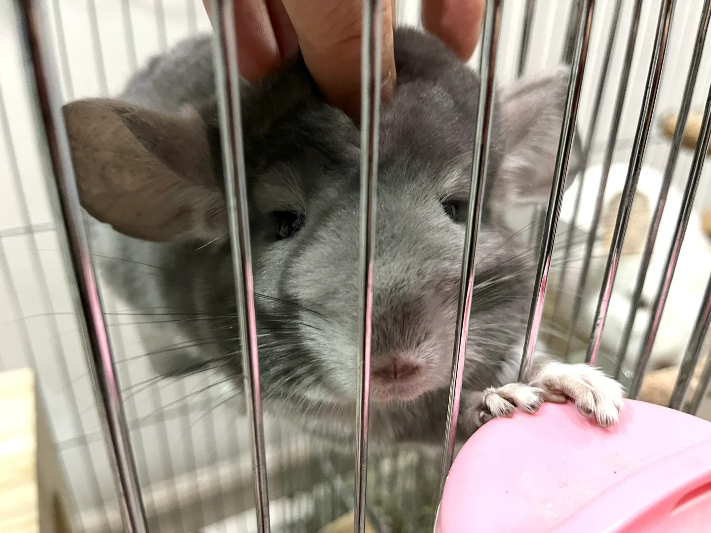 emo的时候就摸摸鼠头🐭