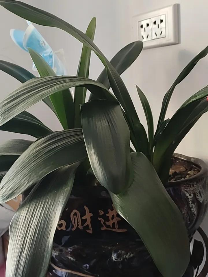 你家养的都是些什么植物?君子爱财，取之有道。