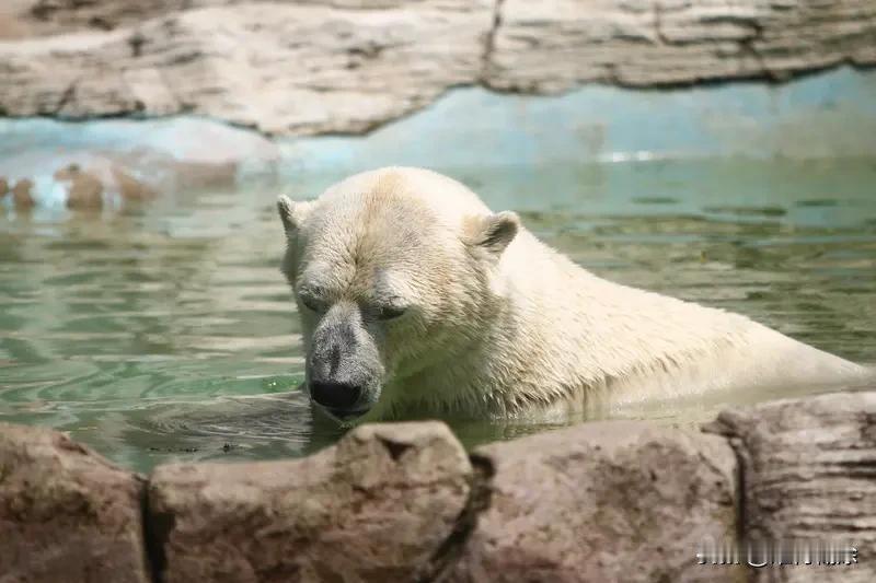 今年最难忘的出门经历，得说去皇家海洋基地馆那次。一进去就被雪白北极熊吸引，超可爱