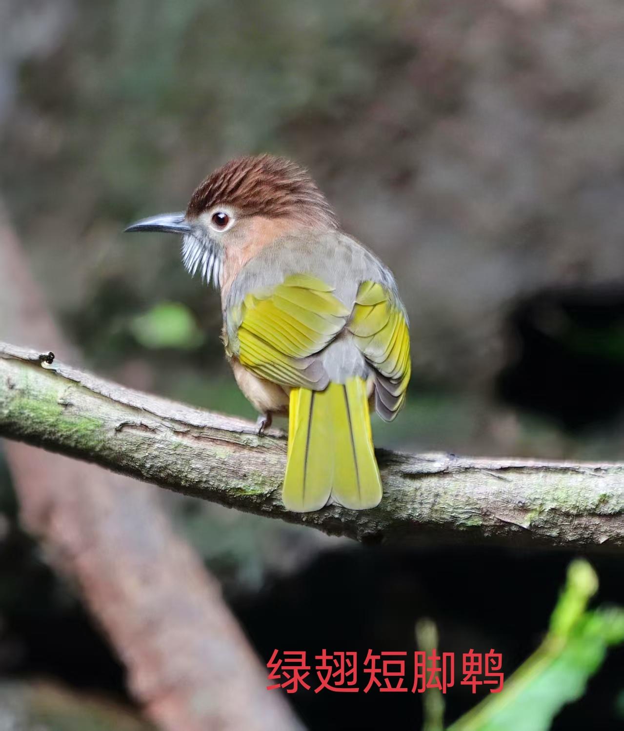 各位朋友：晚安