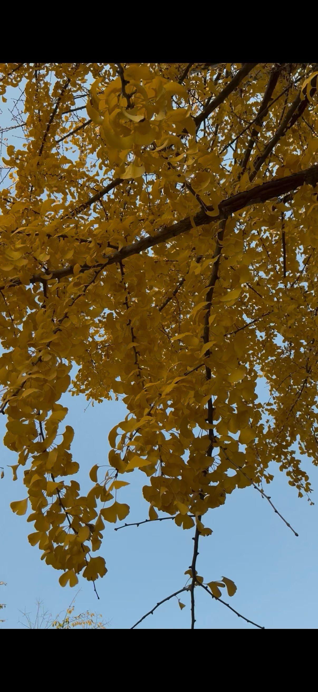我见过金黄的银杏树，后市街，每年12月左右，银杏叶金黄美如画，成了网红打卡点，吸