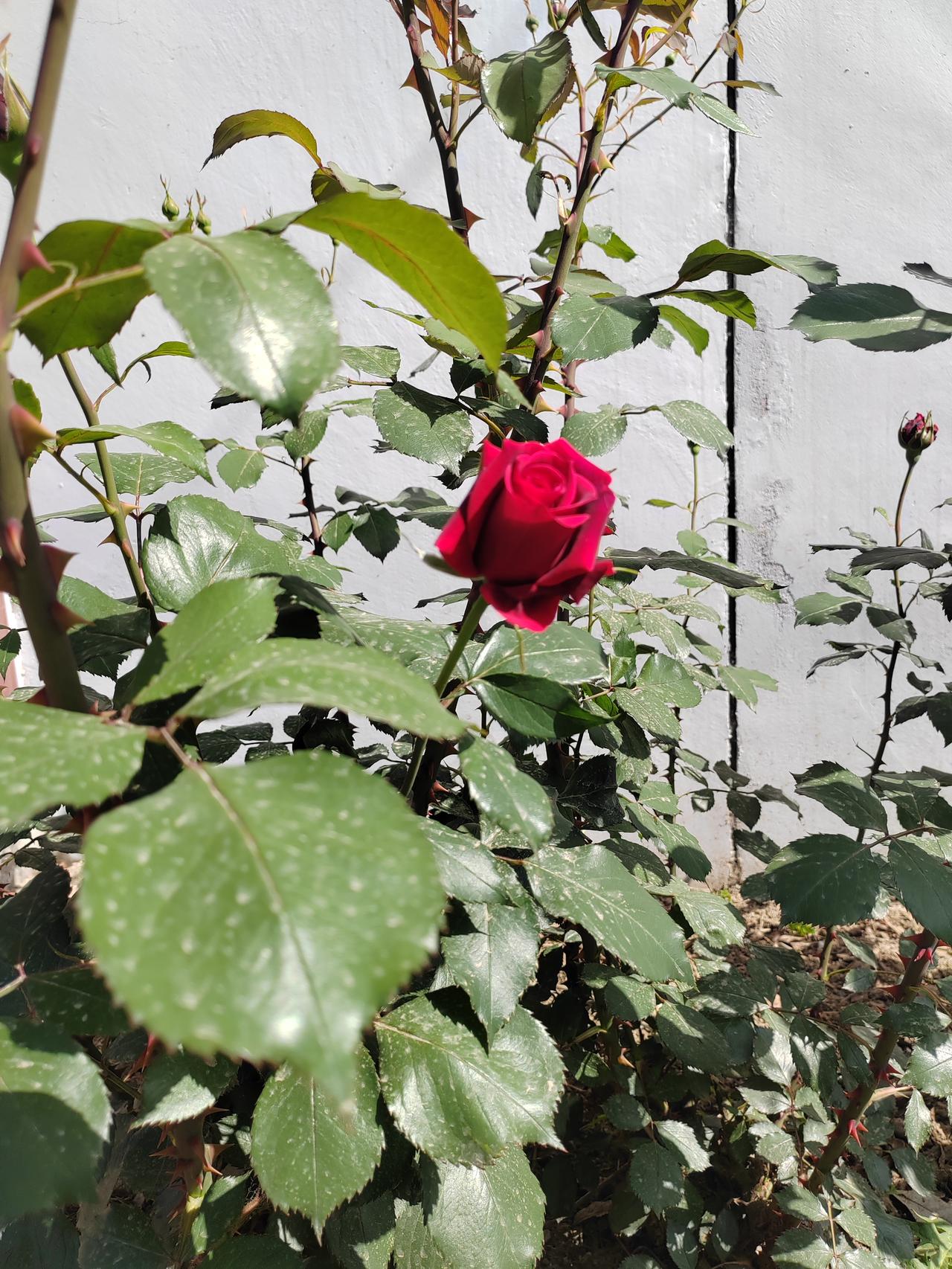 玫瑰花随手一拍就是大片，开的娇艳，为我独尊。记得花开的时候来看我。